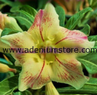 Adenium Obesum 'Bright of Yellow' x 5 Seeds